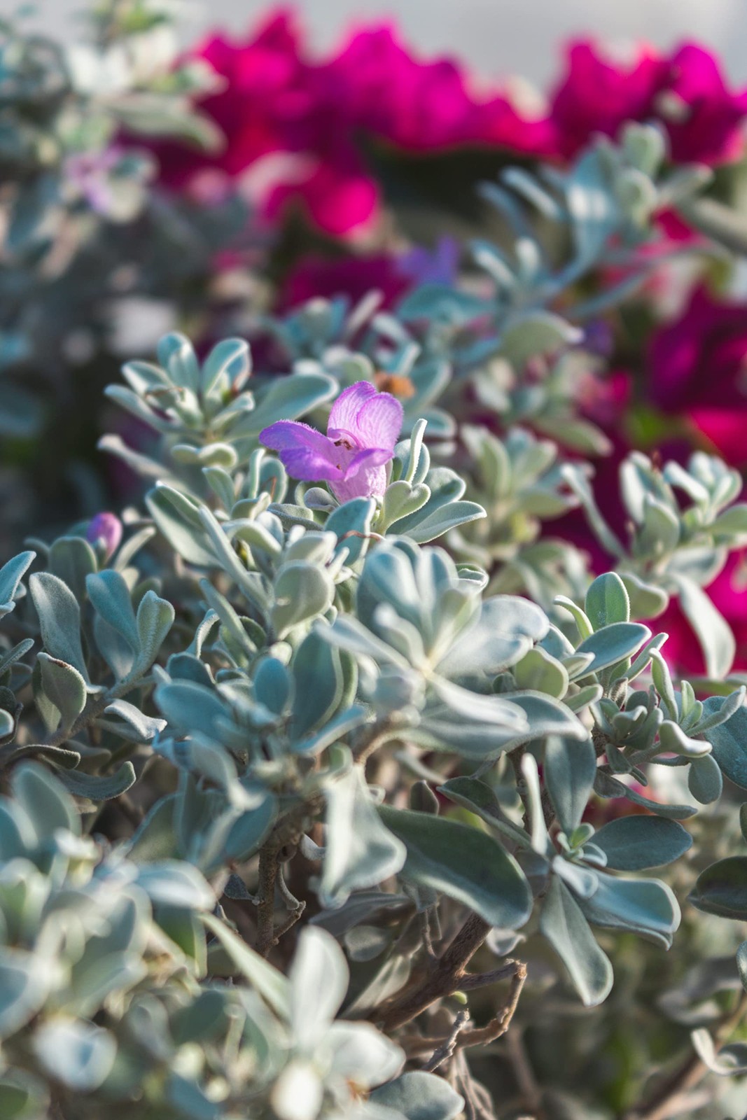 1G Silverado Sage Plant Shrubs Live In Planters For Outdoor Plants Live Live