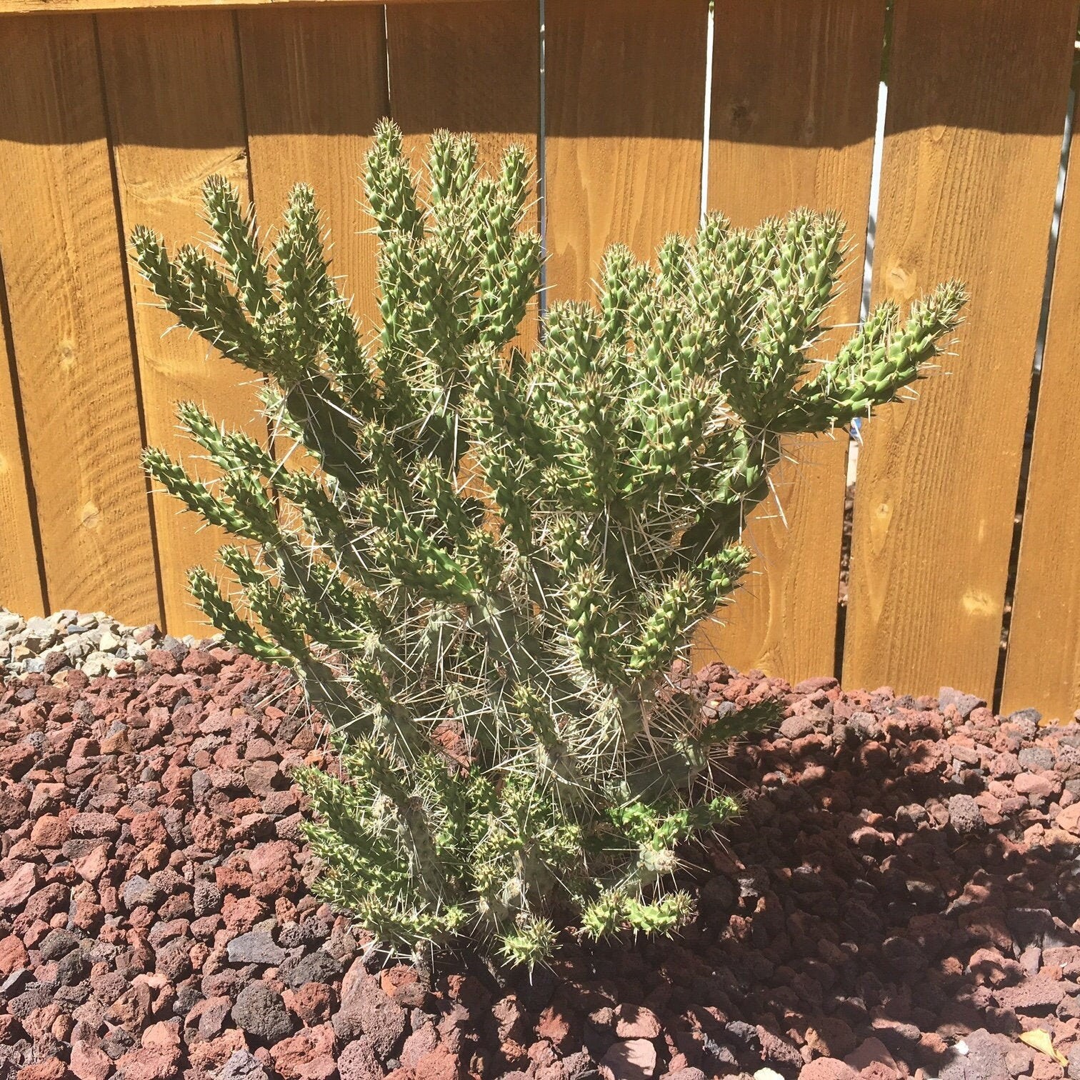 Whipple’s Cholla Cactus (Cylindropuntia whipplei) COLD HARDY