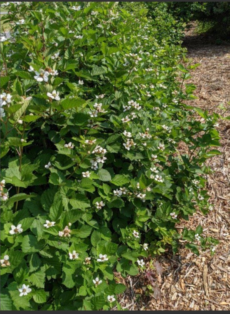 10 Blackberry ‘Triple Crown’ extra large bare root plants guarant. true to name.