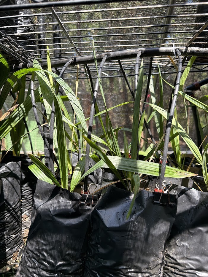 Sabal lisa palm – Extremely Rare Collector Palm | 1 Gallon Size |