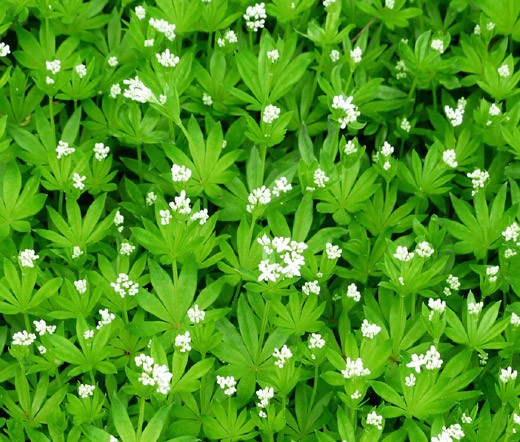 WOODRUFF SWEET Galium Odoratum – 50 Bulk Seeds