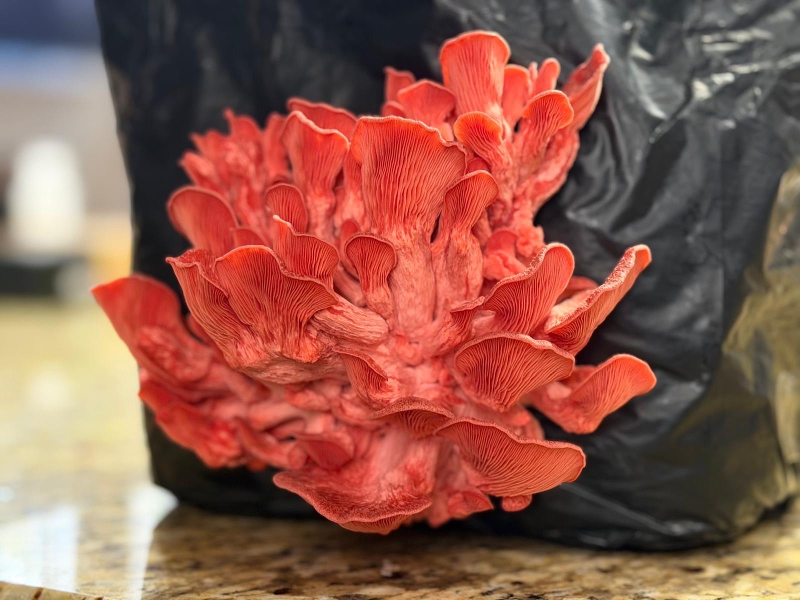 Premium Pink Oyster Mushroom Grain Spawn/Inoclum Bags- 3lbs