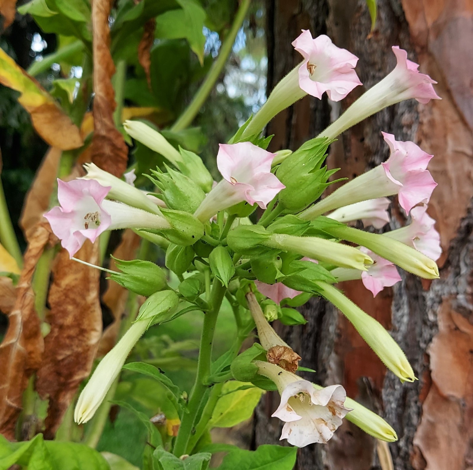 Virginia Tobacco, 300 Seeds