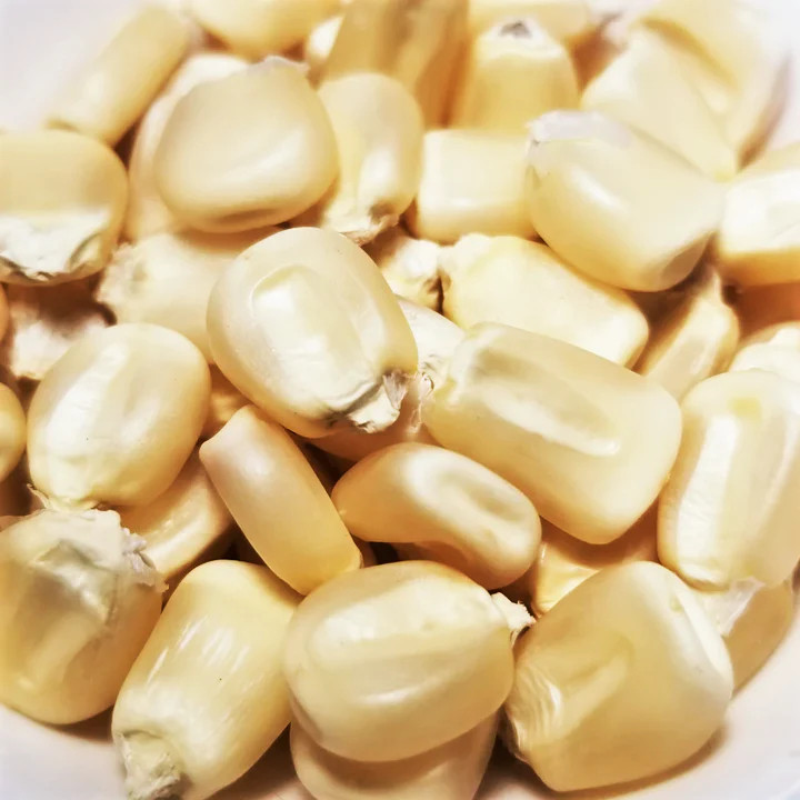 Silver King White Dent Corn Seeds | Open Pollinated Flint Field Feed Silage 2024