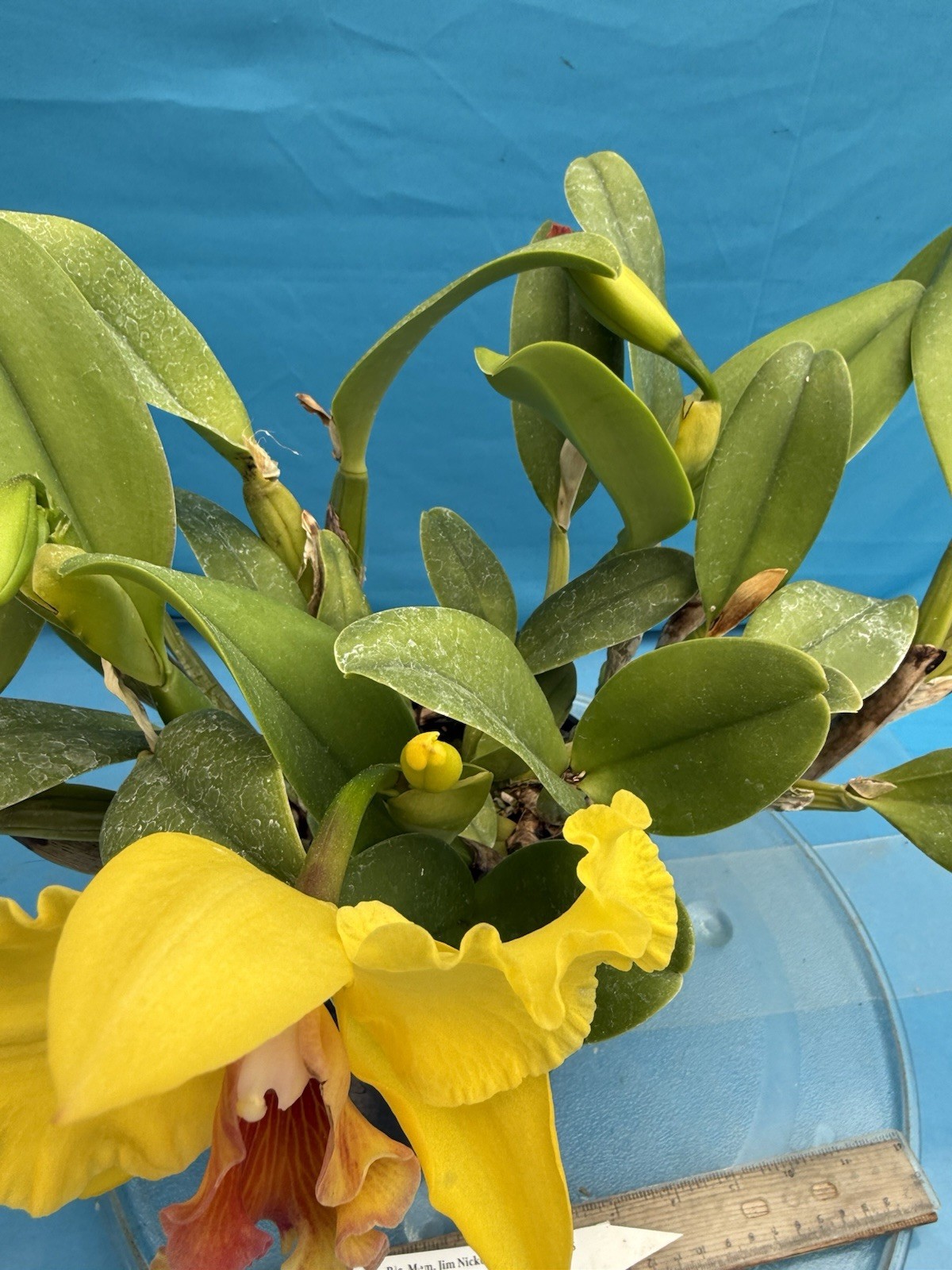 Rlc Mem Jim Nickou X Heather’s Gold Blooming Fragrant Orchid Eros Hybrid 7” Pot