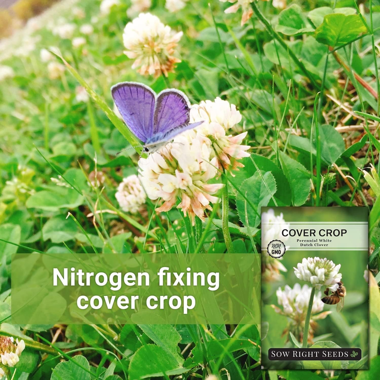 Non-GMO White Dutch Clover Seeds – 1500 Count for Sustainable Gardens
