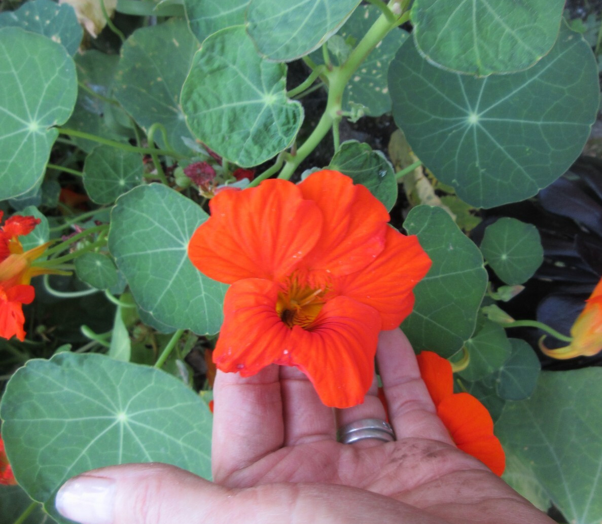 Nasturtium 25 Corms Seeds All Dark Orange Red Flowers – Heirloom