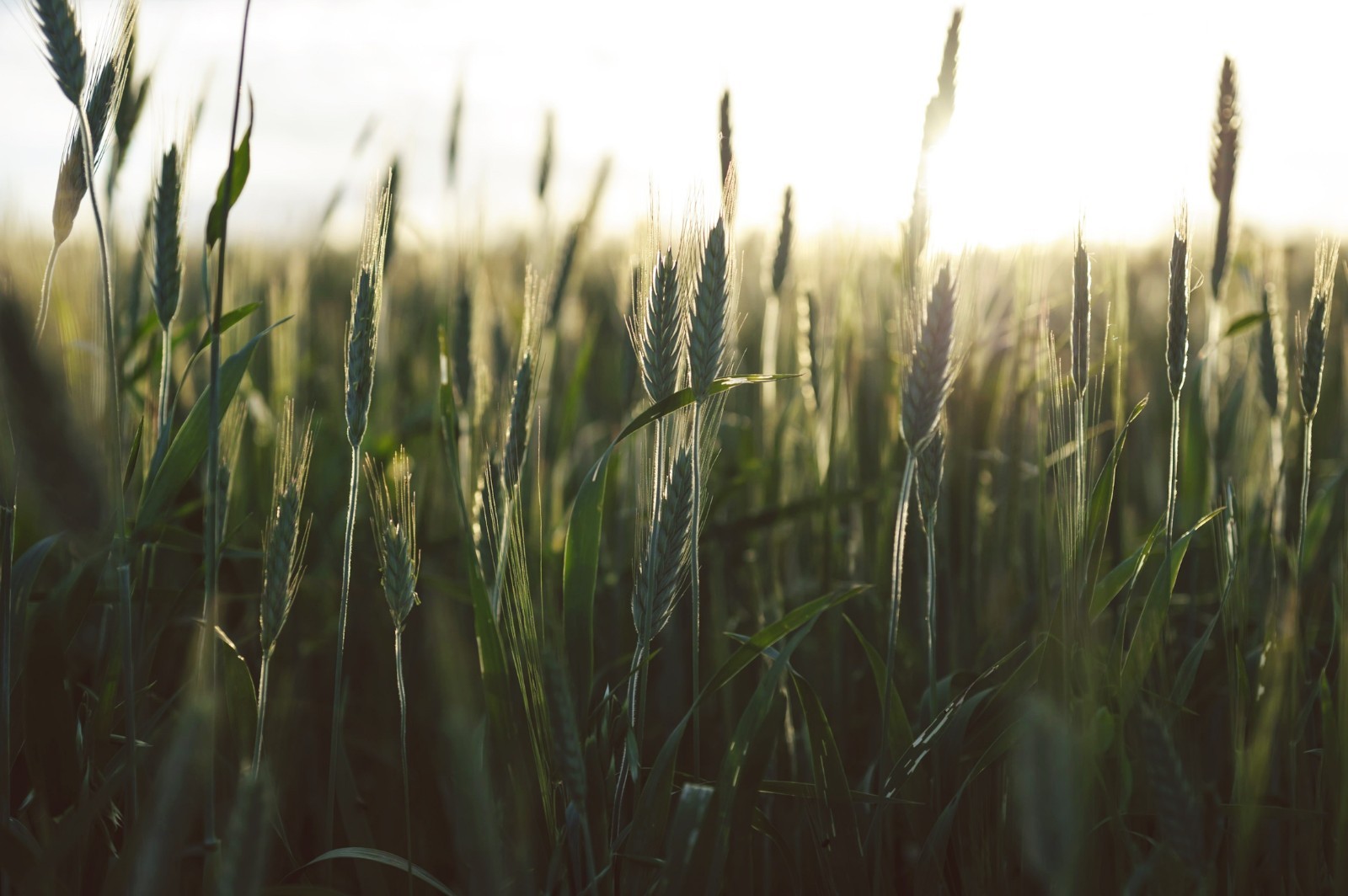 500 Hard Red Spring Wheat Grain Seeds! -Heirloom Wheat-All Natural Non GMO