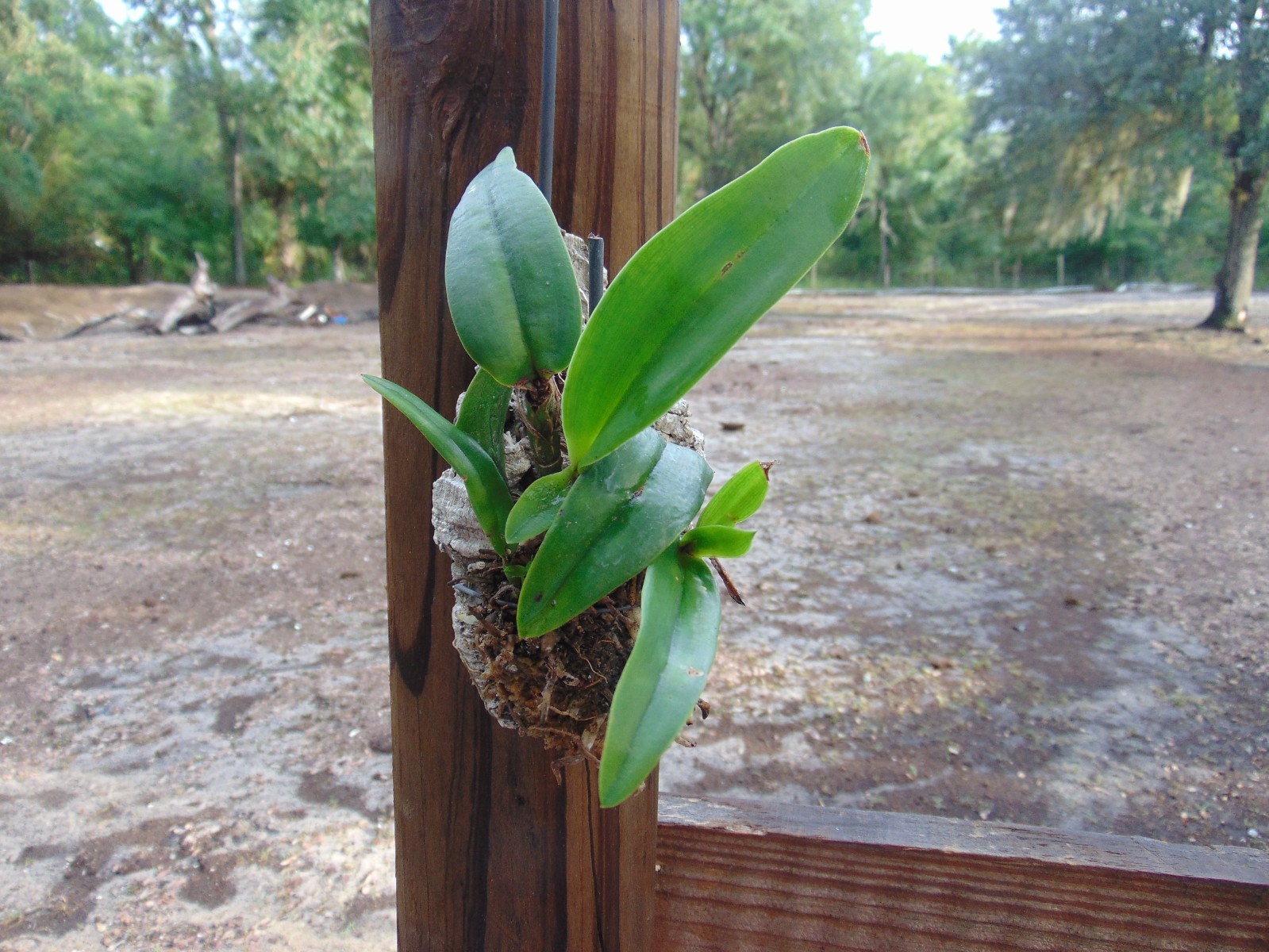 Ctt. Jamie Hollingsworth ‘Sun Bulb’ Mounted cork bark SMALL PLANT