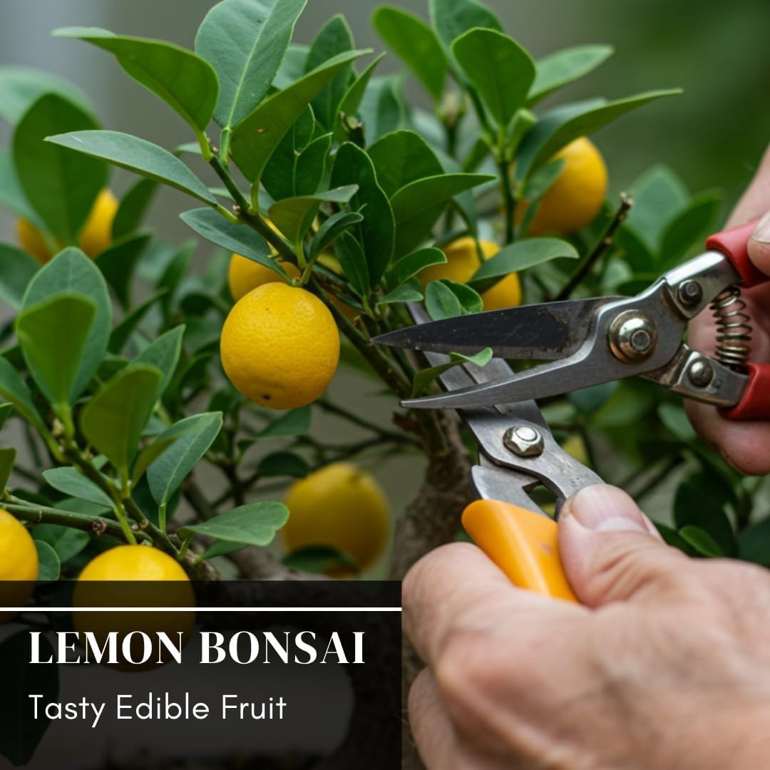 Exotic Lemon Bonsai Tree Seeds – 20 Rare Organic Fruit Patio Garden Cultivation