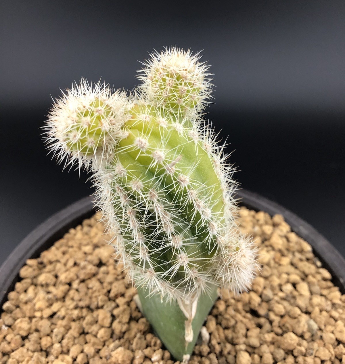 Yellow & Green Echinopsis Peanut Cactus Grafted Live Plant FREE SHIPPING