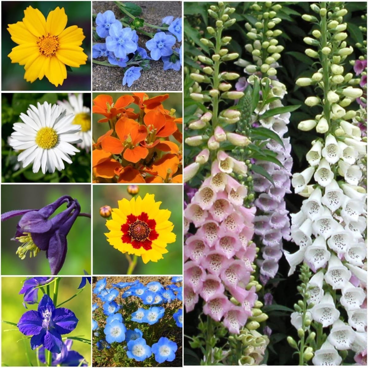 Wildflower Seed Mix – 1 Ounce of 14+ Varieties for Partial Shade Gardens