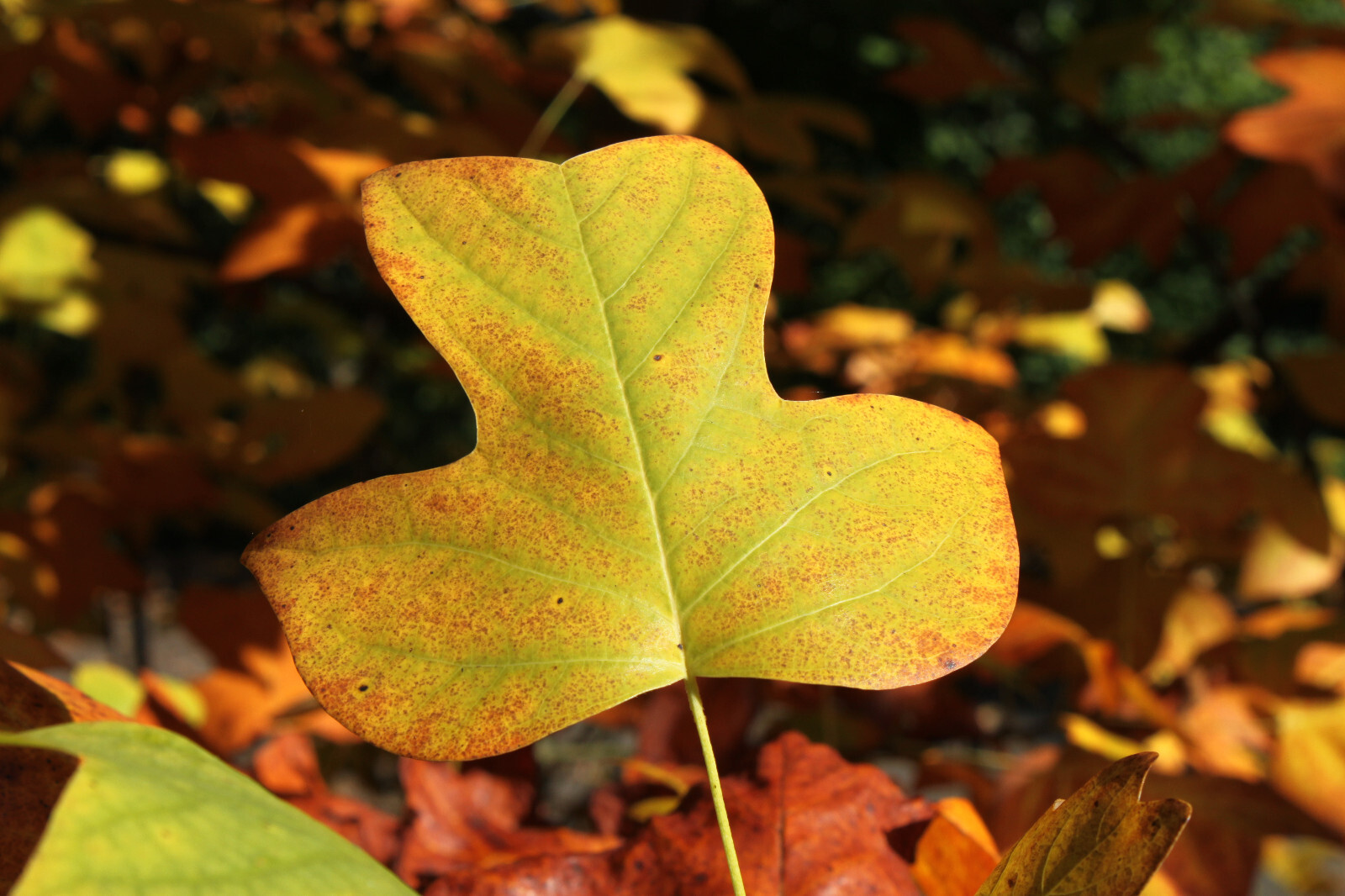 Tulip Poplar | Small Tree Seedling | The Jonsteen Company