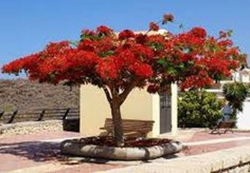 Spathodea campanulata | African Tulip Tree | Flame of The Forest | 20_Seeds