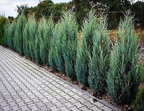 Juniper Moonglow | 4 Inch | Juniperus scopulorum | Groundcover | Erosion Control