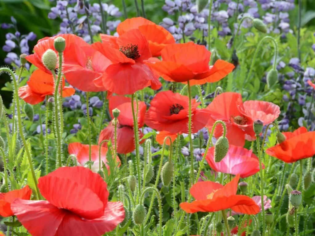 HYSSOP & RED CORN POPPY Seed Mix. Red and Blue Summer Blooms Non-GMO 600 Seeds!
