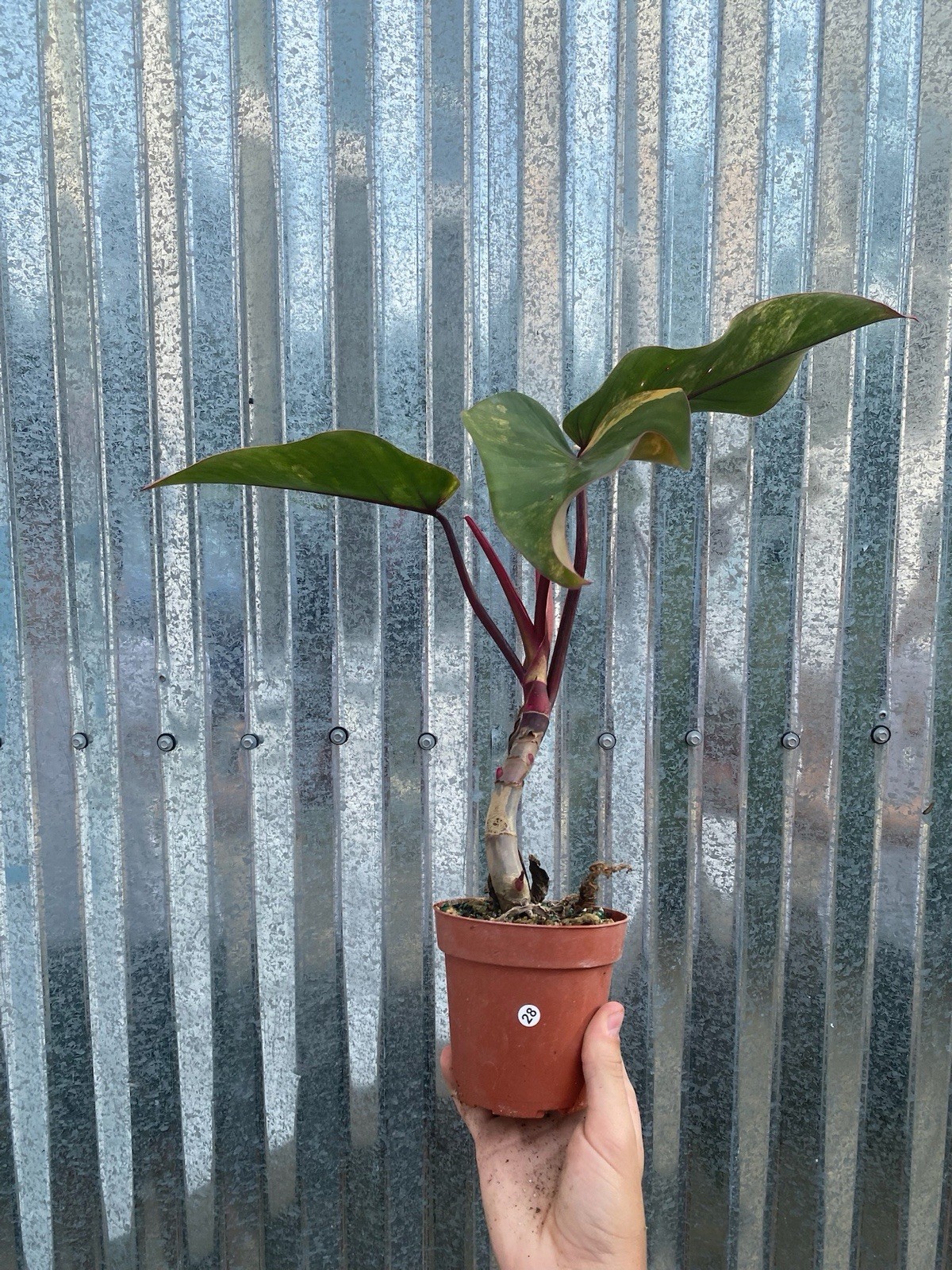 #28 Philodendron Strawberry Shake Aroid 4” Pot Plant Monstera Houseplant