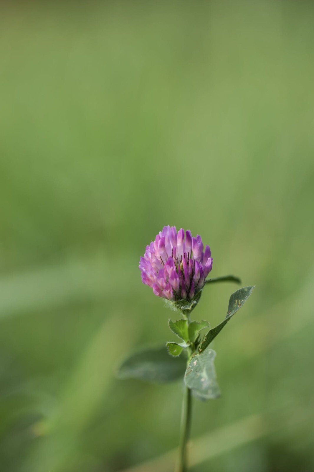 Medium Red Clover Seed – NON-GMO Heirloom Inoculated Cover Crop & Pasture