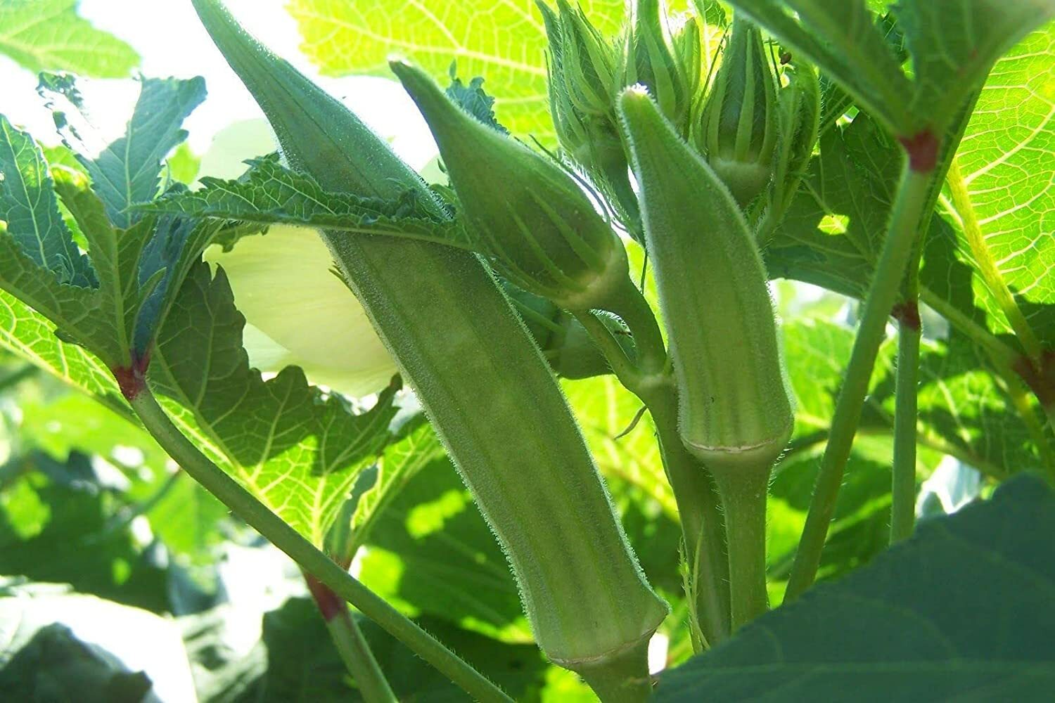 Cowhorn Okra Seeds, NON-GMO, Spineless, Large Okra, FREE SHIPPING