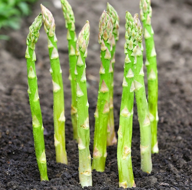 20 Jersey Giant Asparagus Roots – Asparagus officinalis – Bare Root