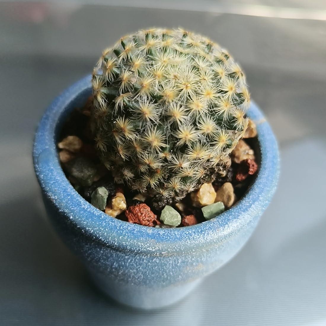 Succulent Cactus Soil Potting Mix Horticultural Lava Rocks Bonsai Soil for Indoo
