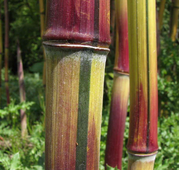 Harbin Inversa Phyllostachys Bamboo Plant – Colorful/Very Cold Hardy Down to -26