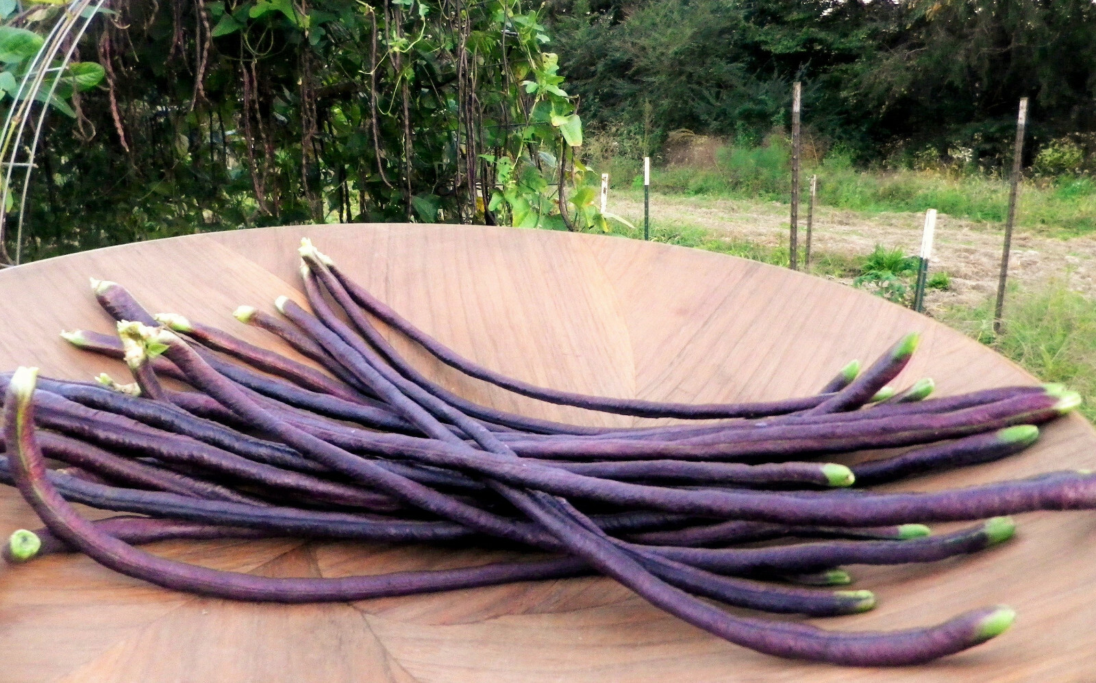 5 Colors Mix Yard Long Bean Seeds | Multi Variety Pole Asian Vegetable Seed 2023