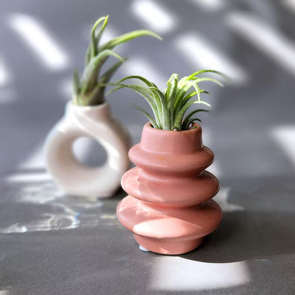 3 In. Live Air Plant Home Decor (Pet-Safe Houseplants) with White and Terra Cott