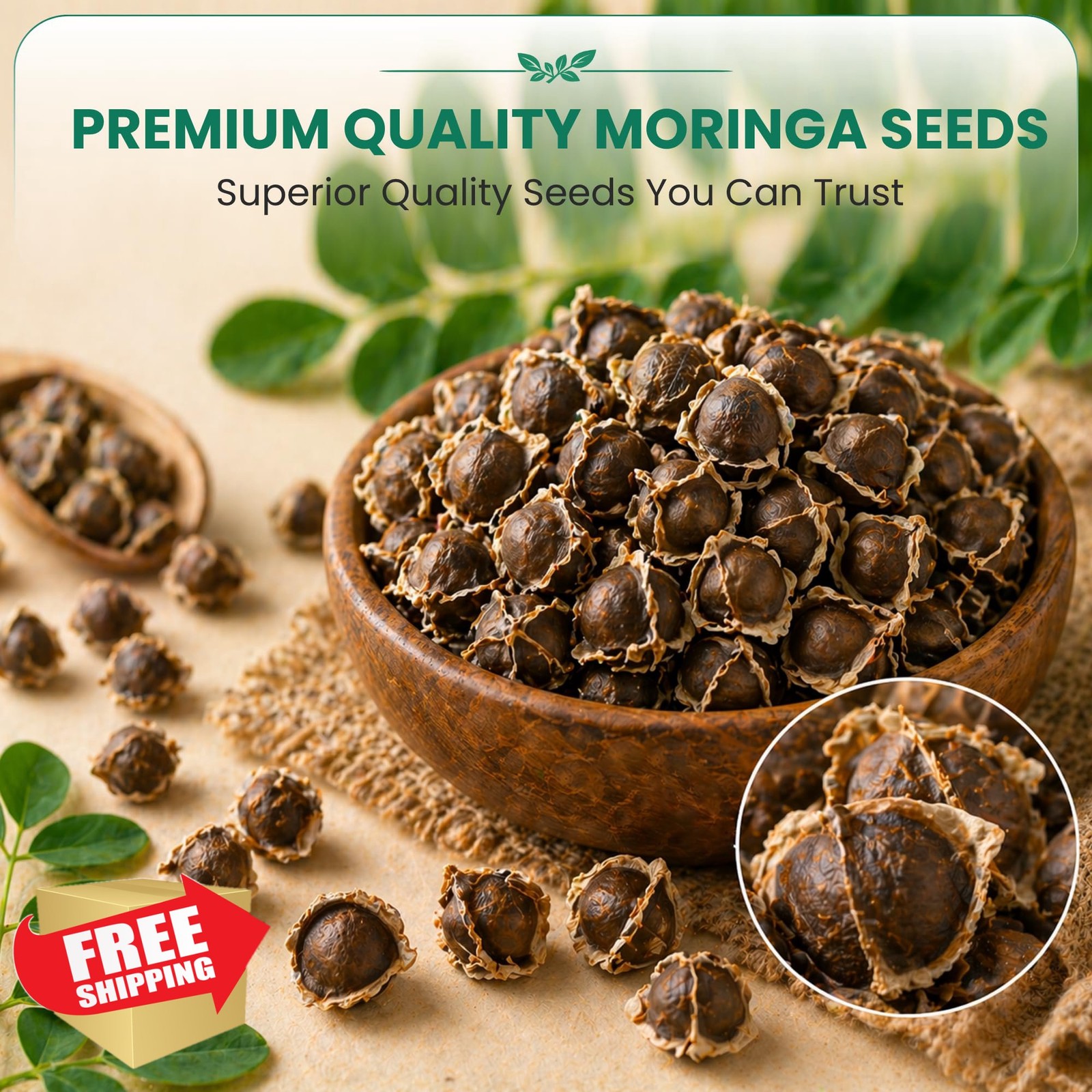 Garden Haven 2 oz moringa seeds 3 pack
