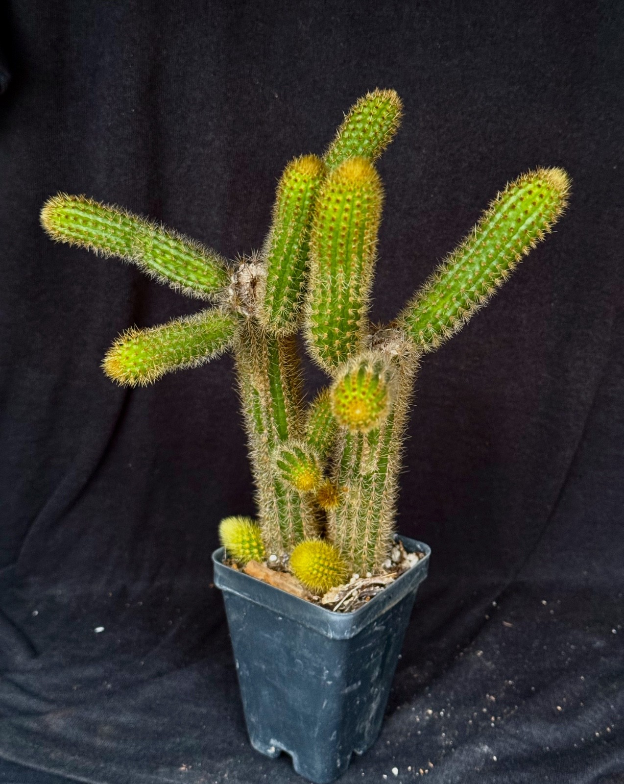 Winterocereus aureispinus, “Monkey tail” cactus plant