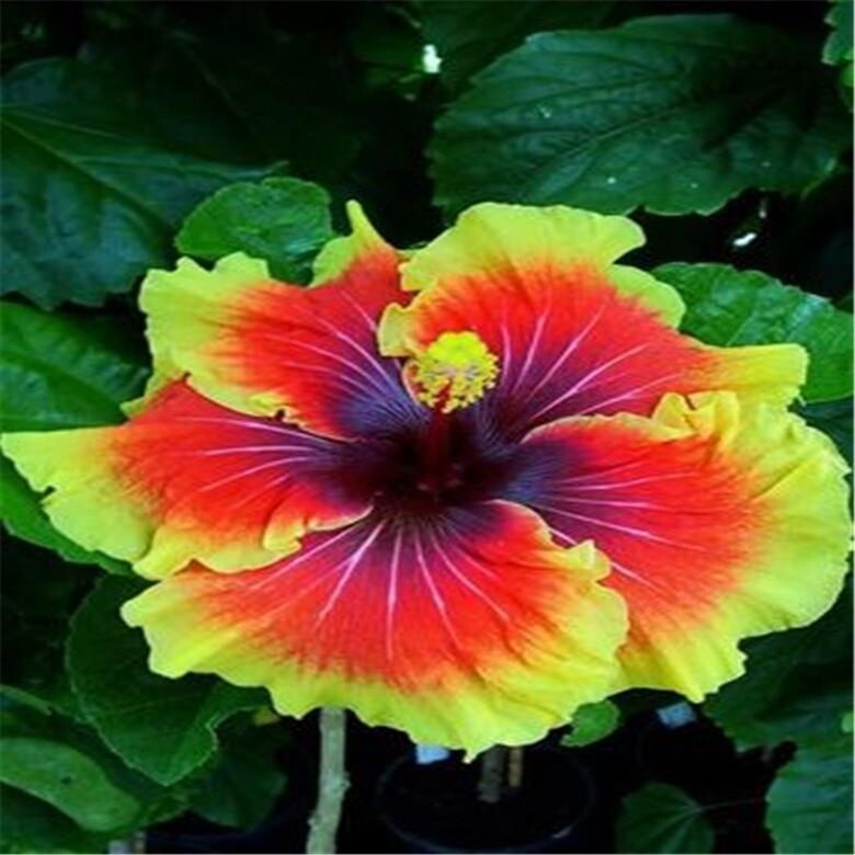20 MIXED COLOR SEEDS HIBISCUS flower exotic bloom garden/house plant USA Seller