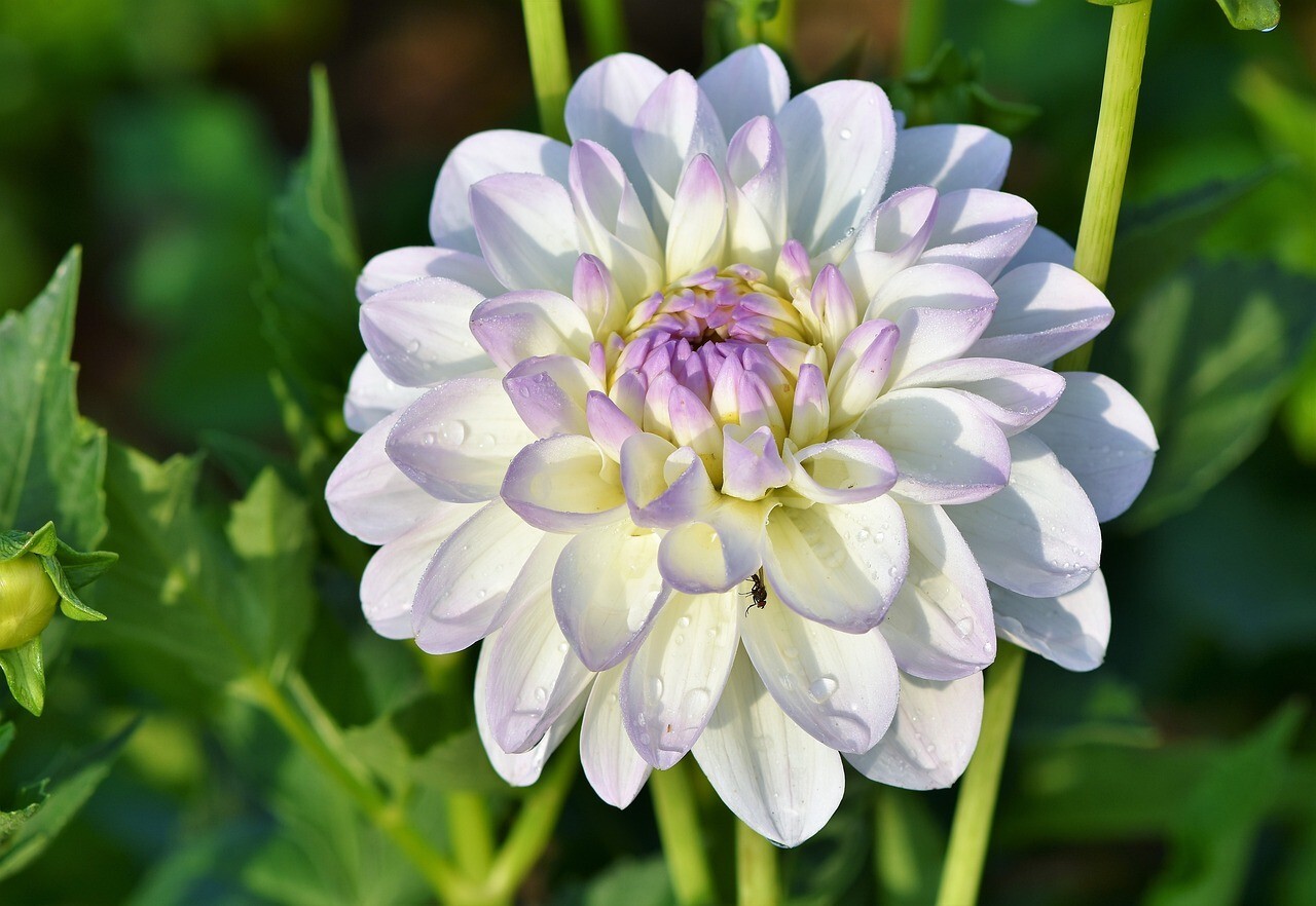 Special Perennial Dahlia Flower Seeds 5+PCS