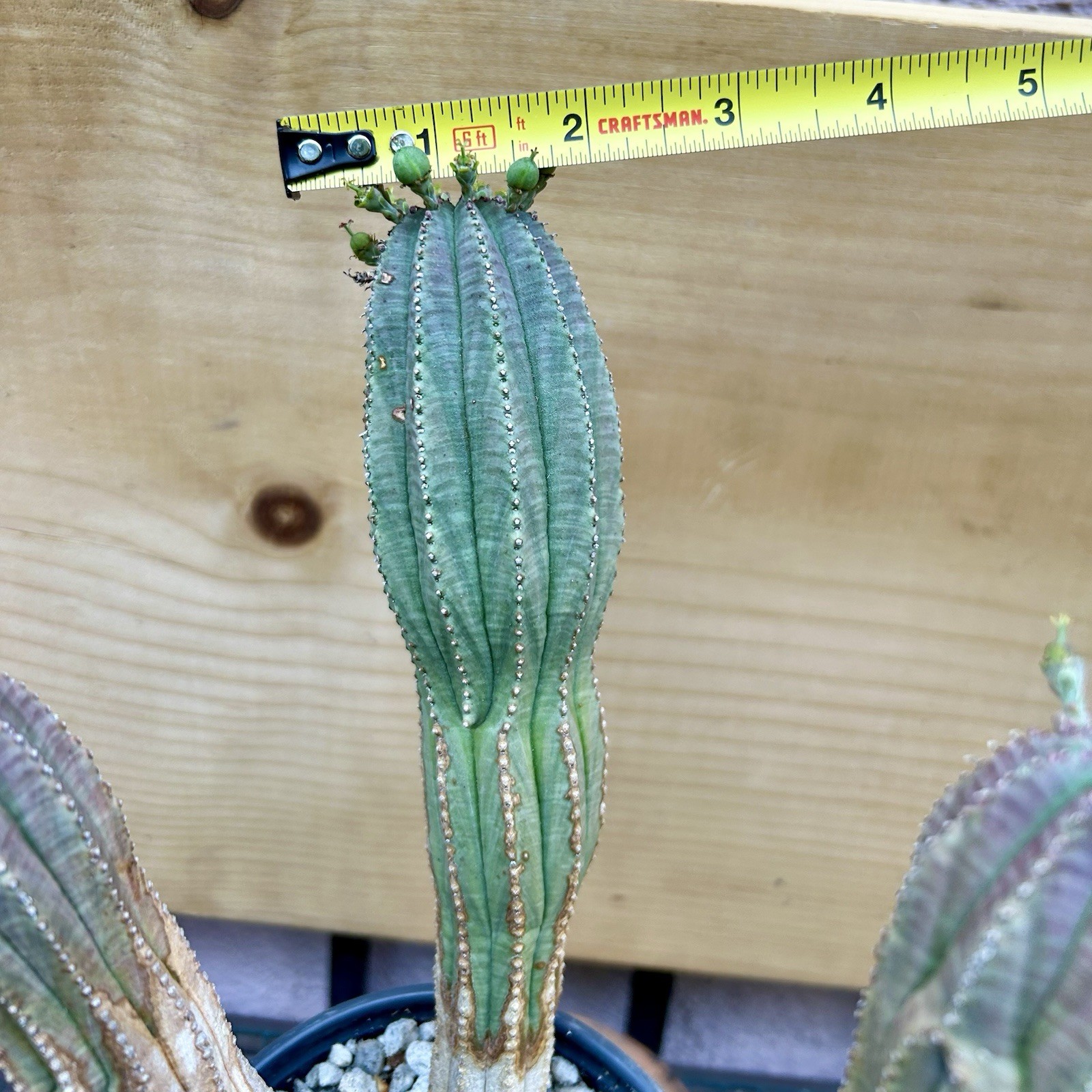 Euphorbia obesa Hybrid, Lot Of 3, Succulents not Cactus FEMALE Rare