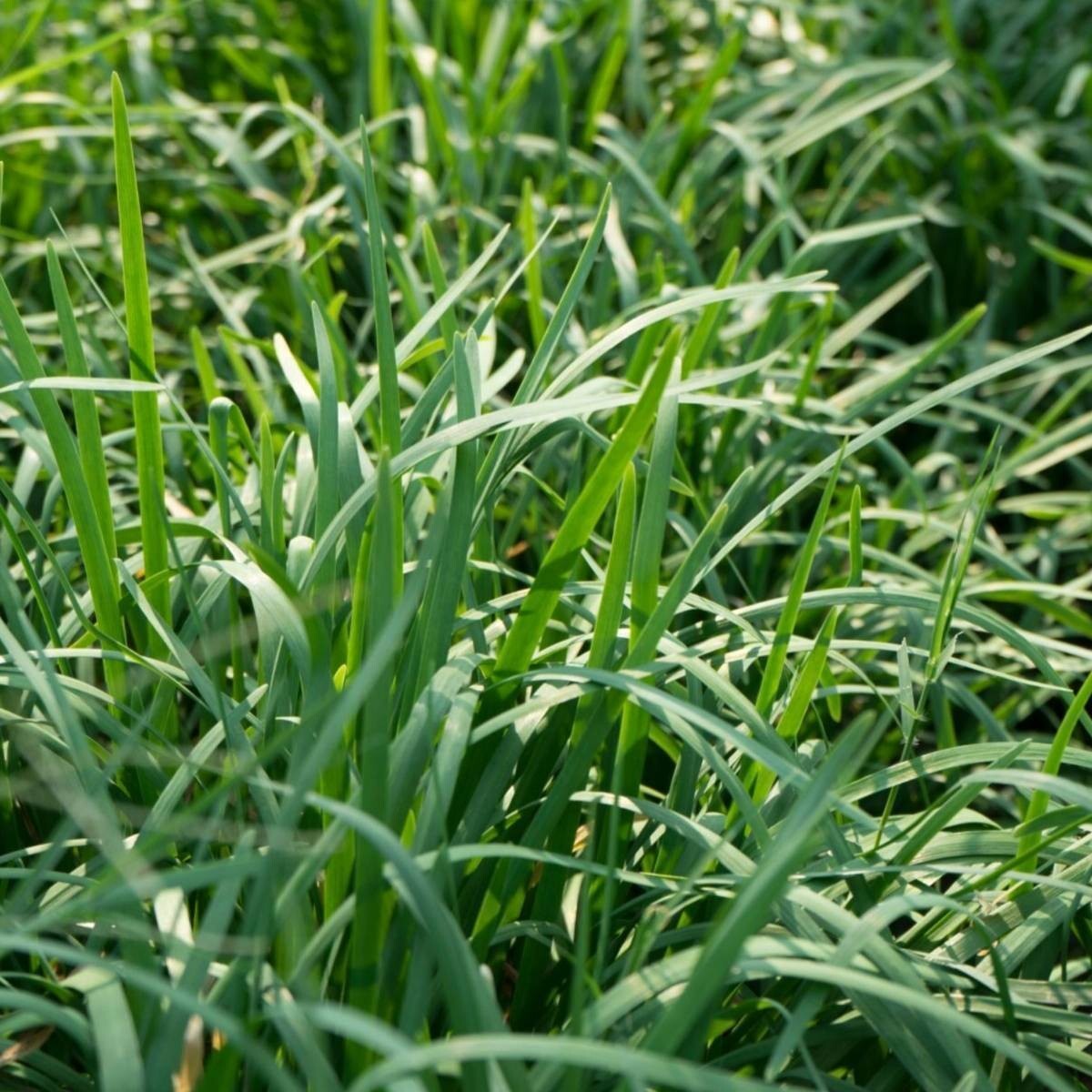 300+ Garlic Chive Seeds, Herb, Allium Tuberosum, Heirloom, NON-GMO #23