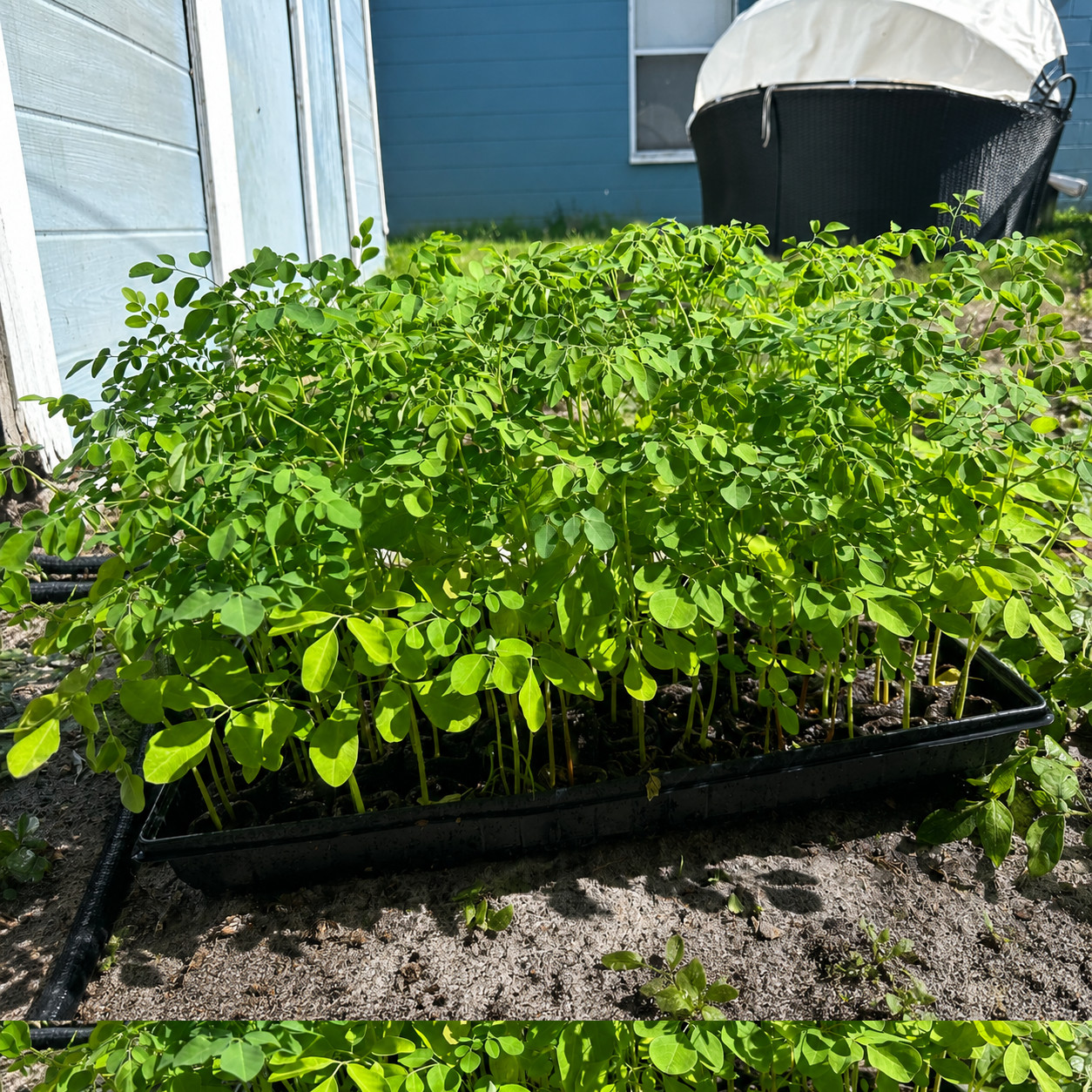 5 Live Moringa Tree Seedling 1 foot+ Moringa Oleifera live Miracle Tree Plant