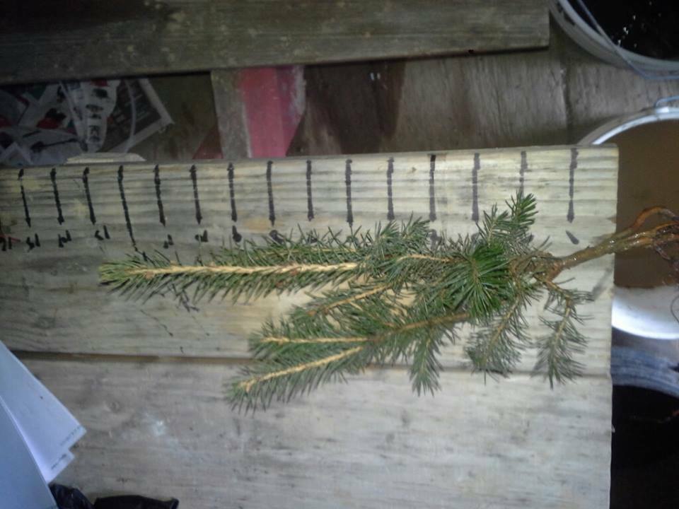 LOOK – Lot of ~10~ NORWAY SPRUCE SEEDLINGS 6″-10″ TALL! Ships Spring 2024