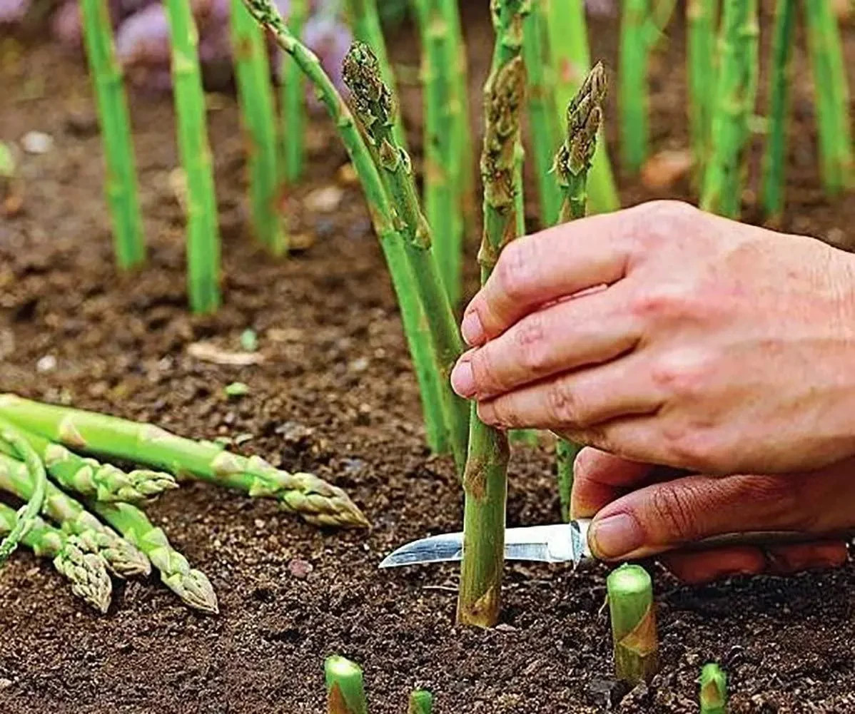 12 Asparagus Crowns “Millennium” 2 YrsOld(Pack of 12 Bare Root Plants) Zones 3-8