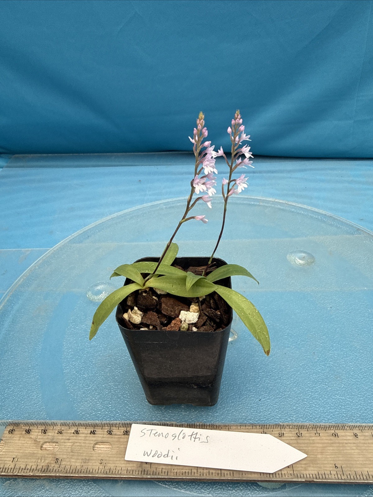 Stenoglottis woodii BS Pink Purple Orchid Species 2″ Pot TWO GROWTHS + 2 SPIKES