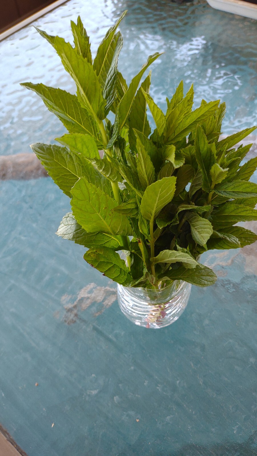 5+1 Free rooted MINT Plant Cutting Organic 100% MOJITO Mentha Villosa نعنع شتل