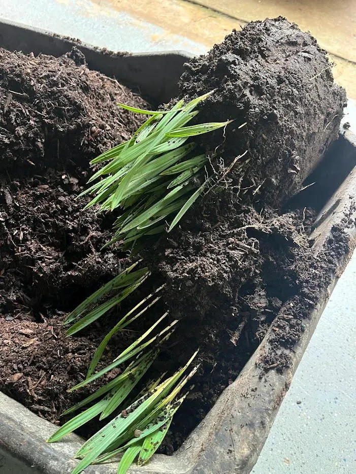 Sabal “carribean mystery” seedlings HUGE parent (rare and hardy!)