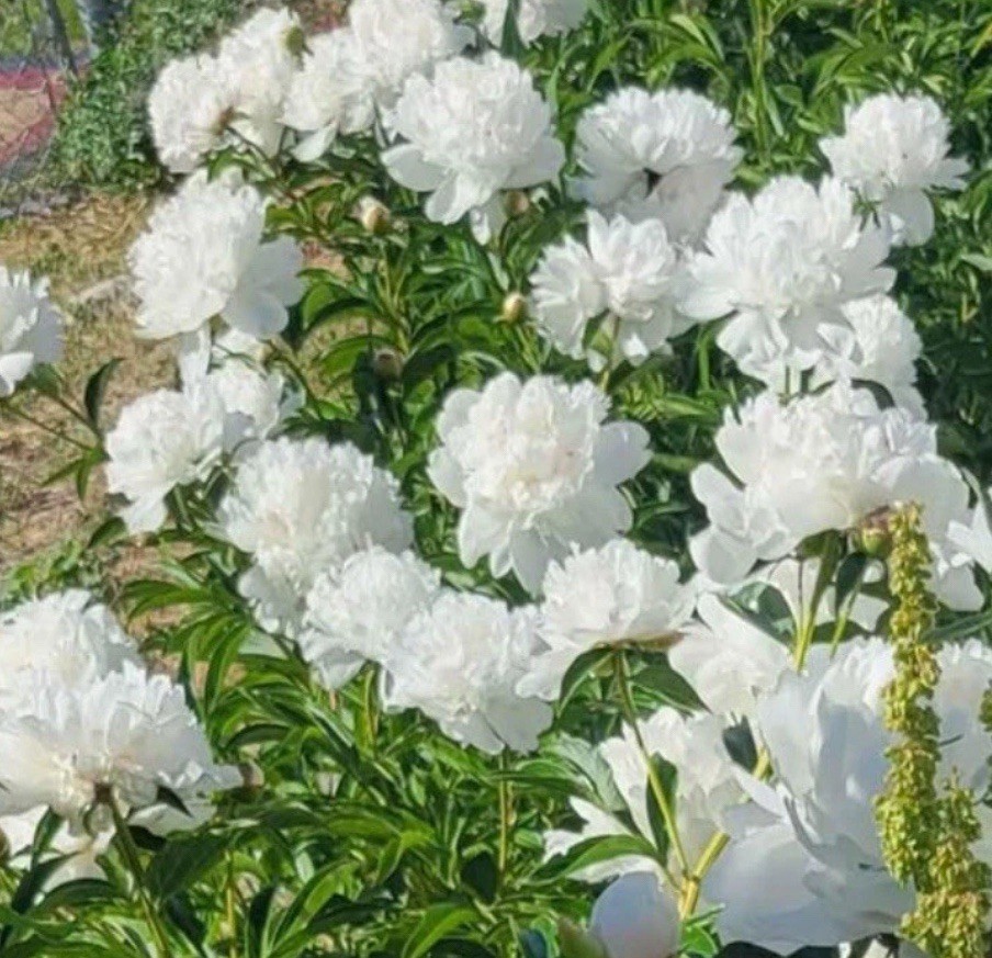 Double White Alba Peony Live Perennial Flower Bare Root Plant Full Sun US Seller