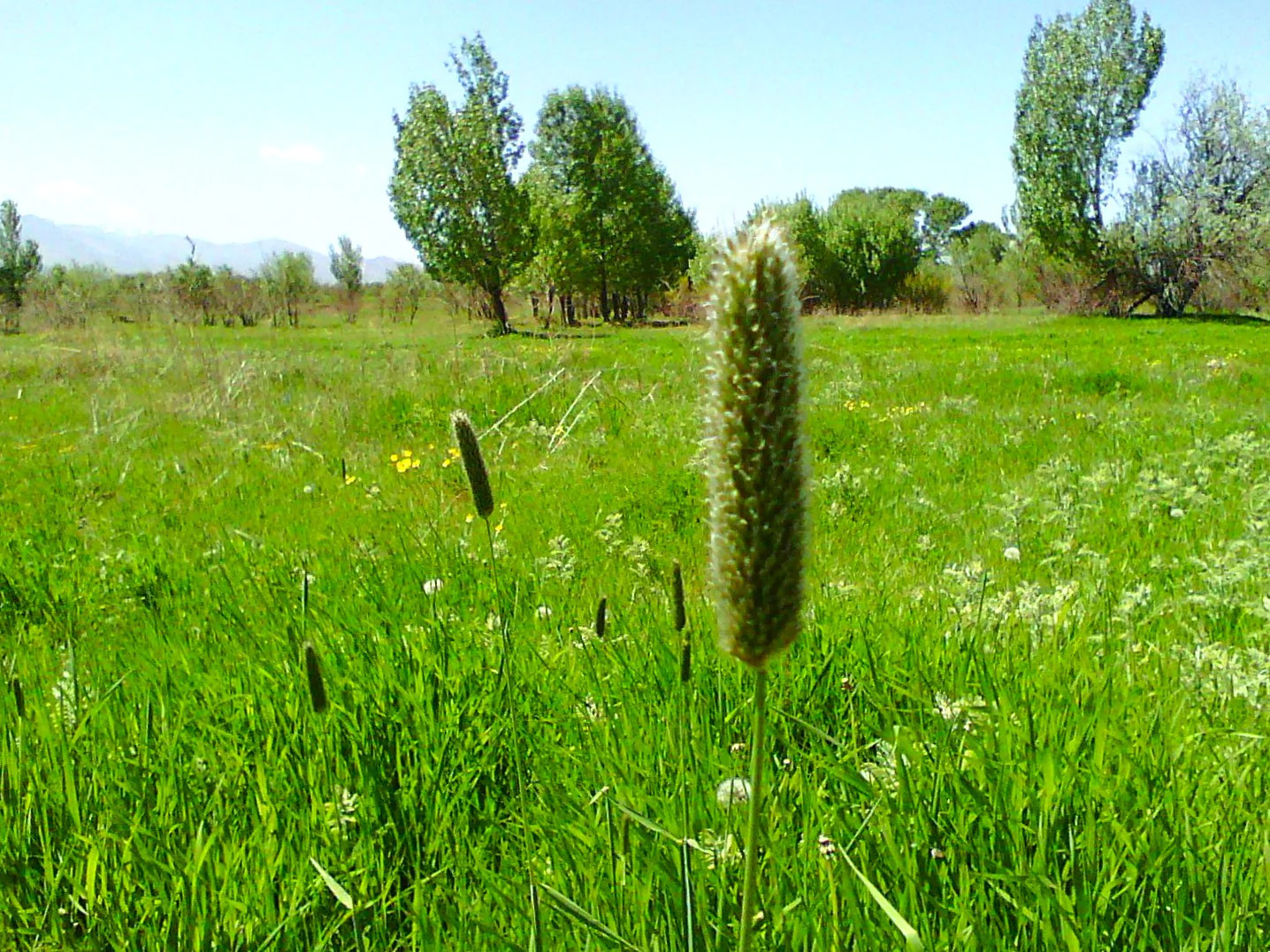 Climax Timothy Grass Seeds – For 2026 Planting Hay Pasture Meadow Lawn Landscape