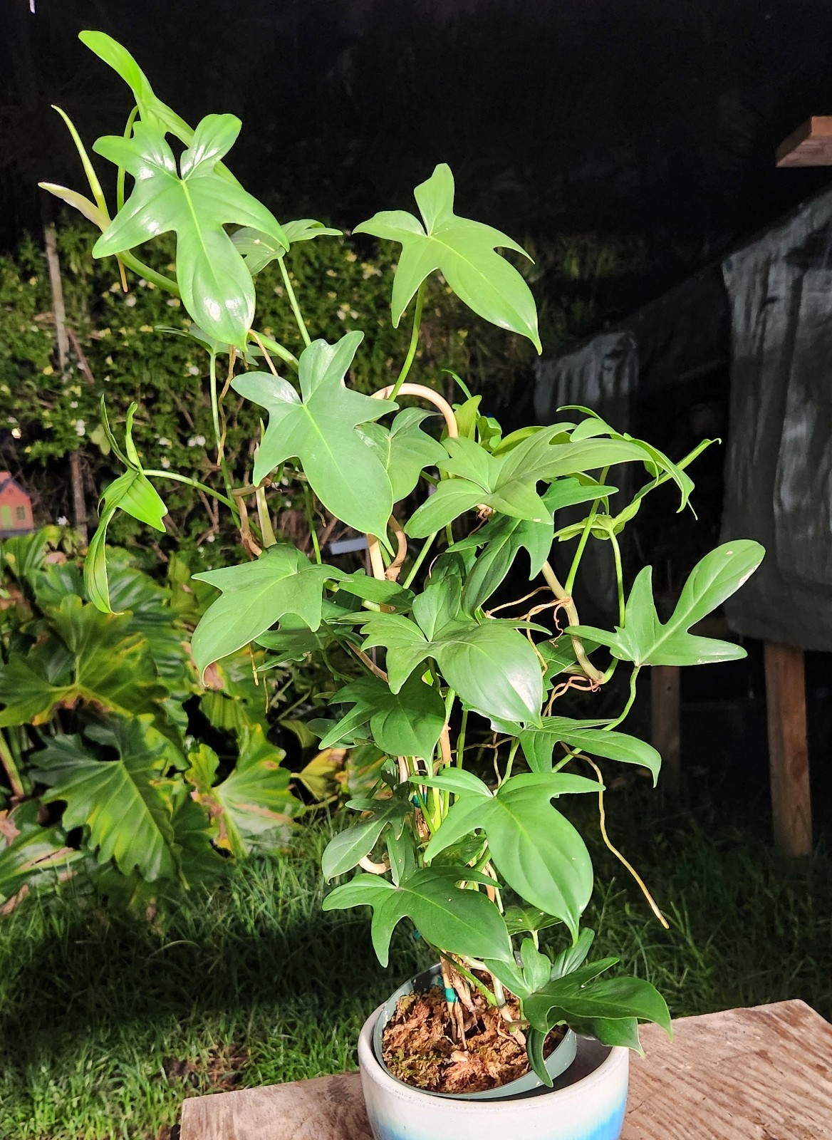 Philodendron Pedatum Plant in 6″ Pot 27″ Tall 15″ Wide LARGE