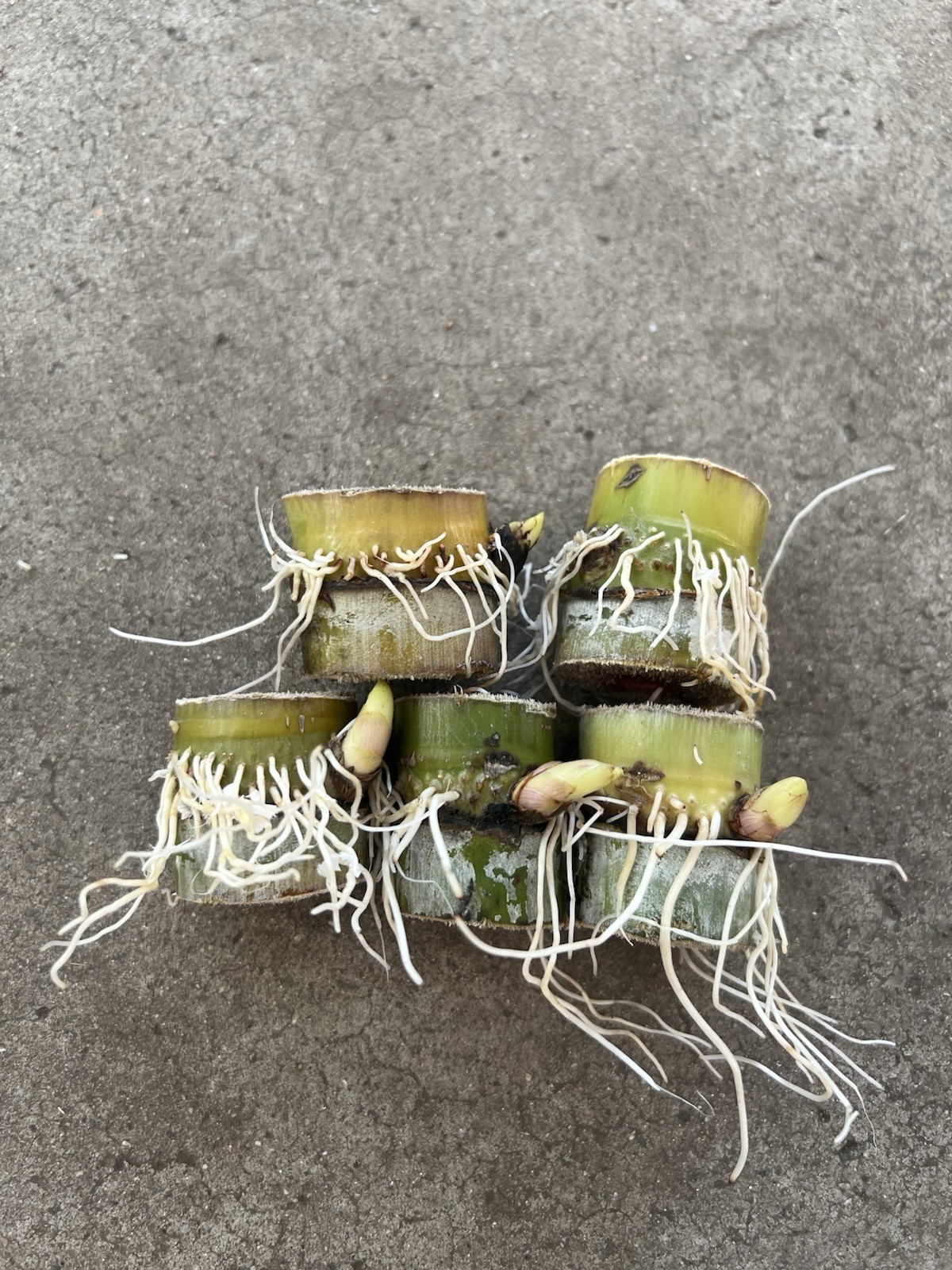 5pcs Green Yellow Rooted Sugarcane Cutting Tropical Live Plant Ready To Plant
