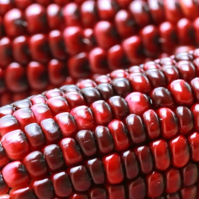 50pcs Bloody Butcher Corn Heirloom Seeds – Non-GMO, Open-Pollinated