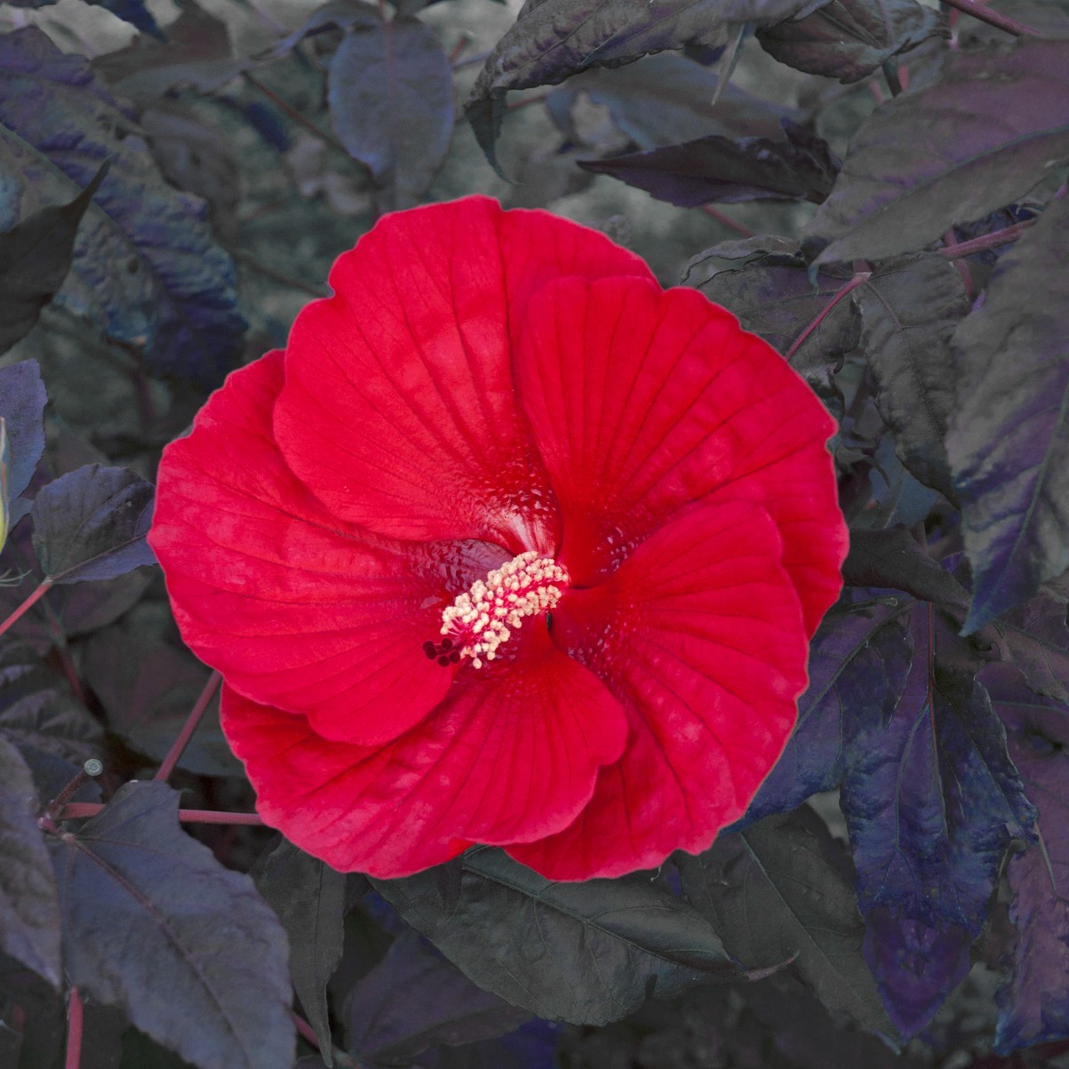 bush hibiscus MIDNIGHT MARVEL red flower hardy 2.5″ pot = 1 Live Potted Plant