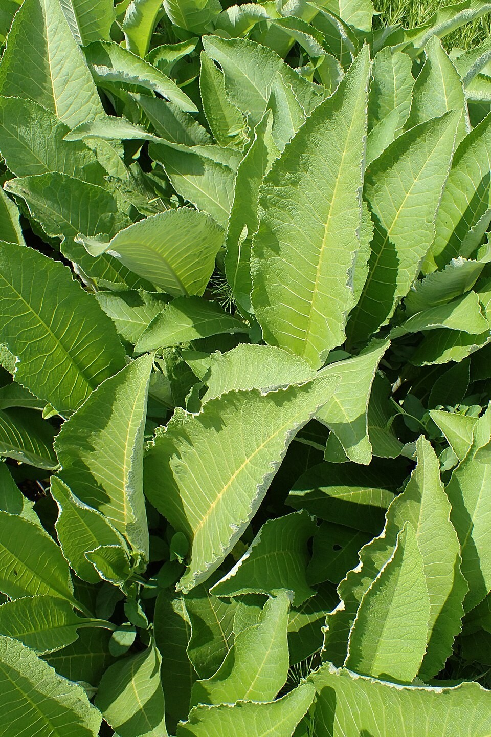 Inula helenium | Elecampane | 20 Seeds