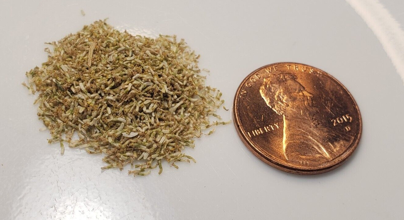 German Chamomile (1,000+ seeds) Apple scent for tea or pollinators!