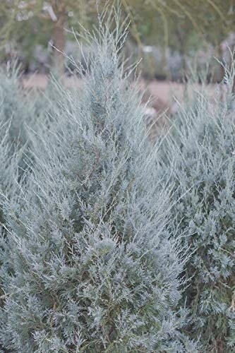 Juniper Moonglow | 4 Inch | Juniperus scopulorum | Groundcover | Erosion Control
