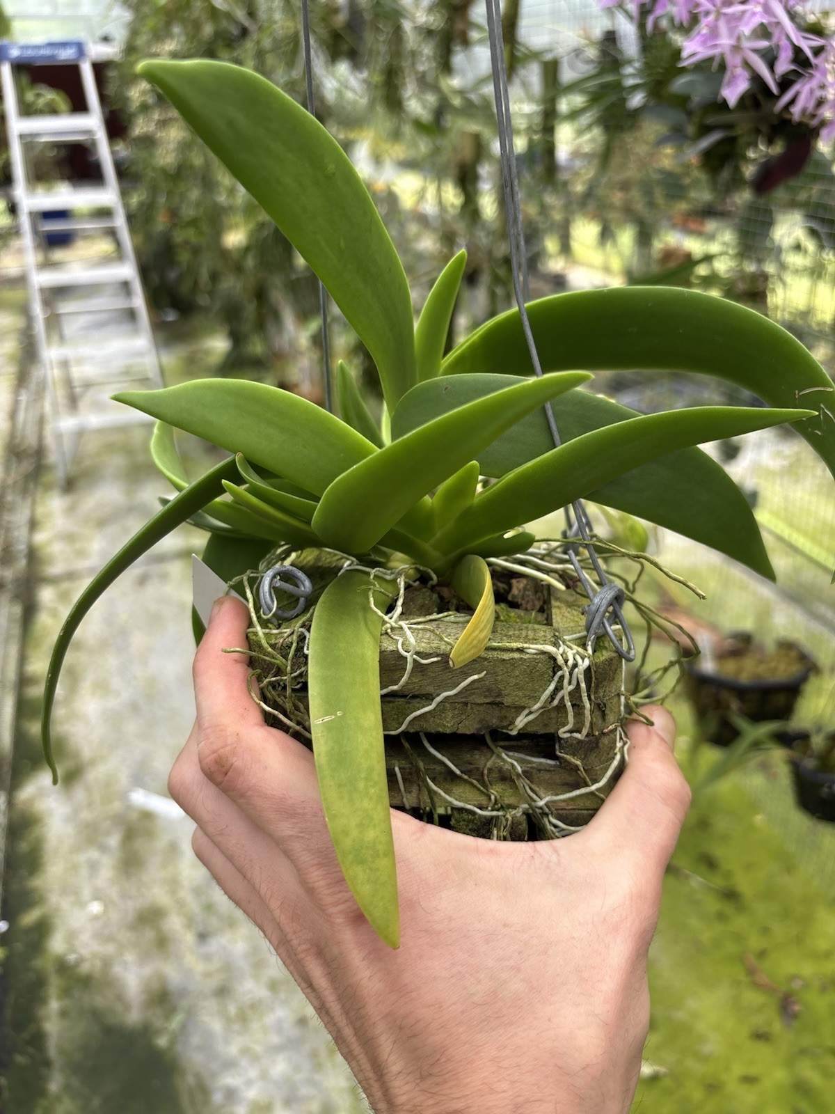 Angraecum leonis SPECIMEN IN BLOOM compact Fragrant Orchid Species
